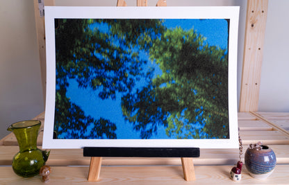 trees through the sunroof fine art print