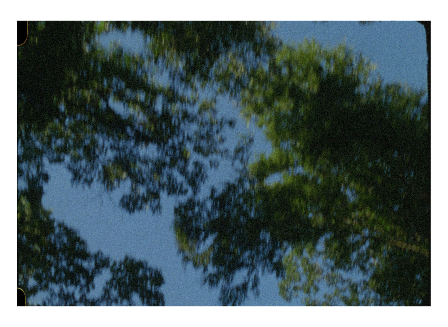 trees through the sunroof fine art print