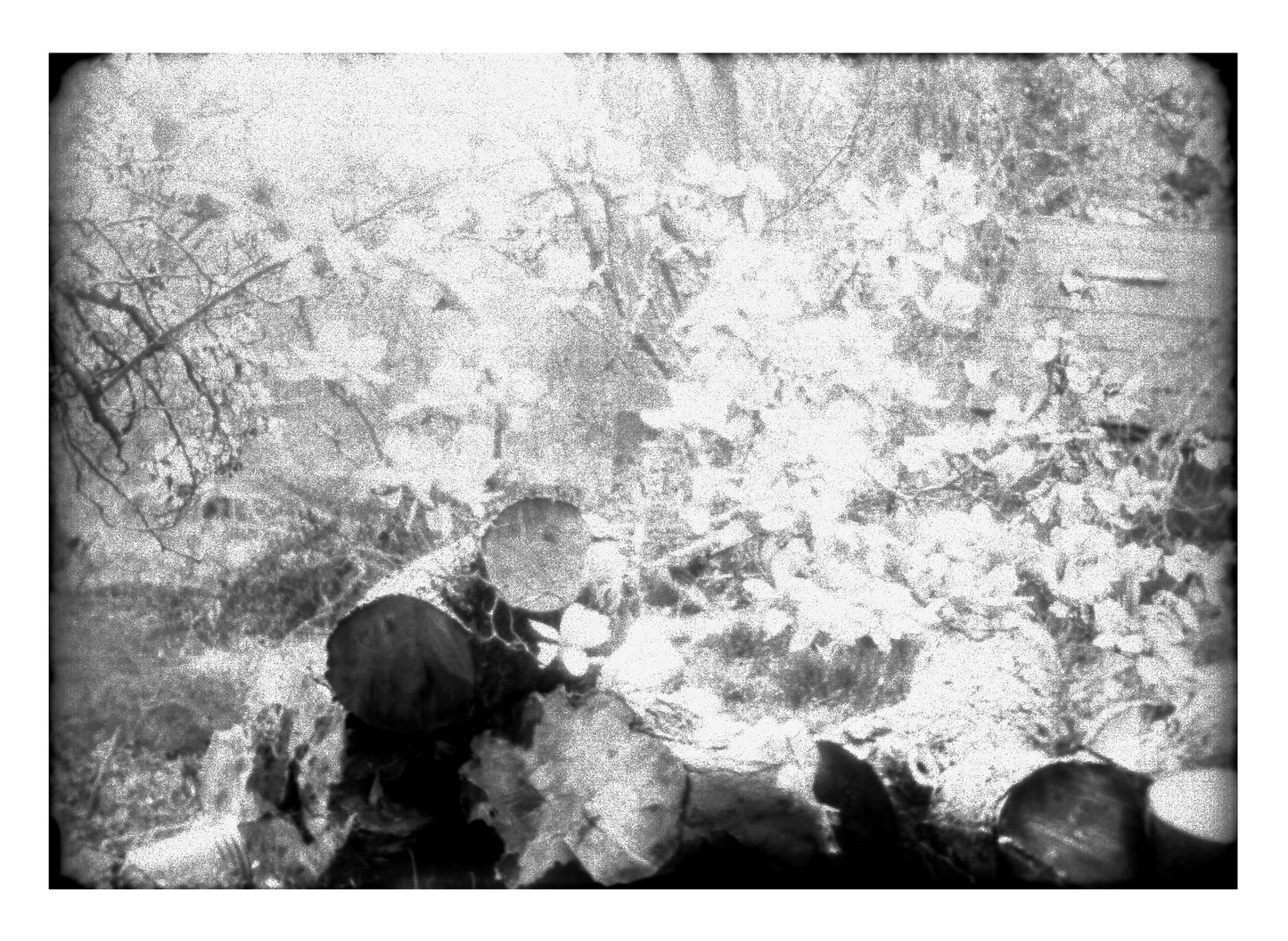 woodpile and underbrush fine art print